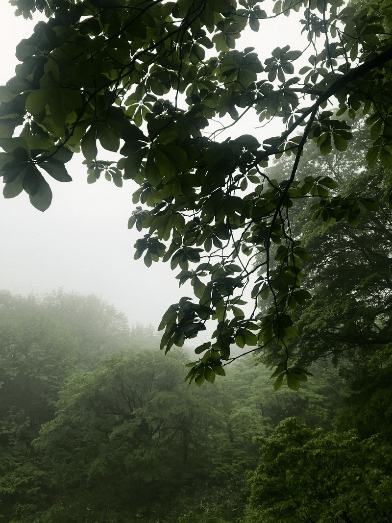 A hike through a magical forest: Mount Iouzen Trip - Kolbe Adventures