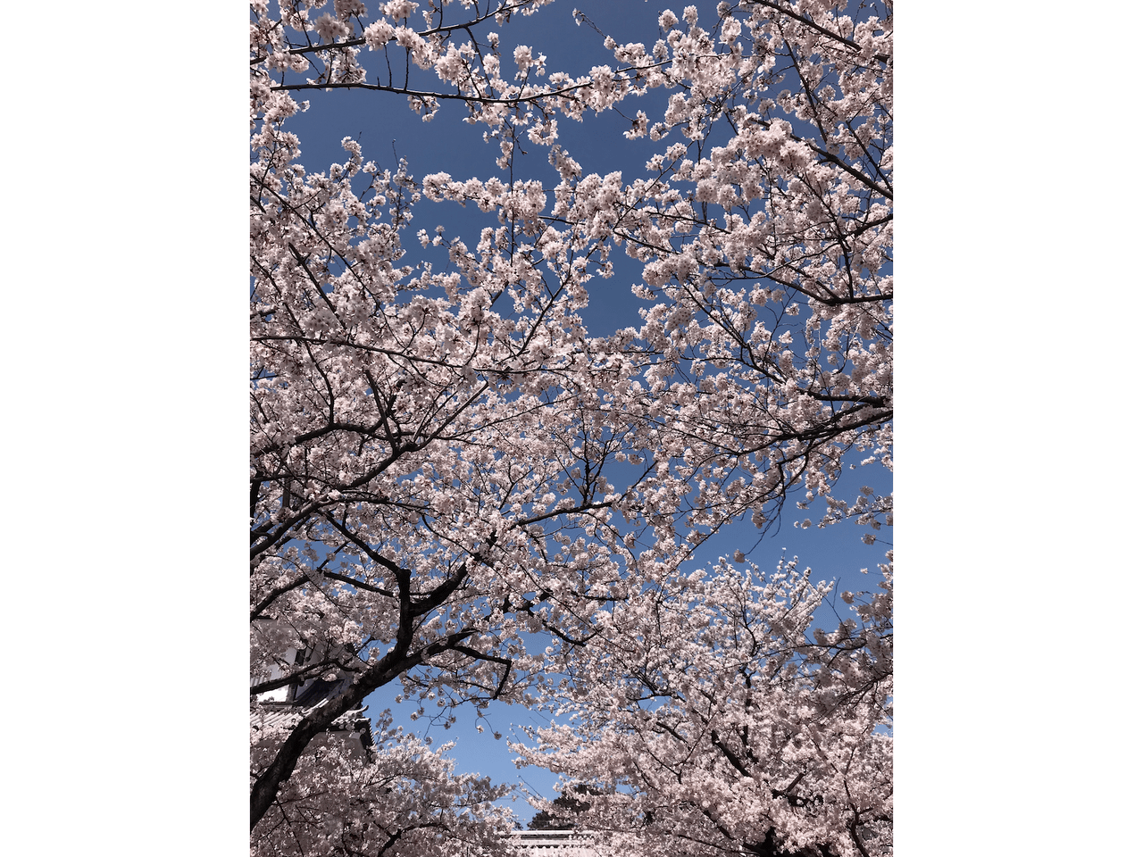 Kanazawa Cherry Blossoms: Best Spots for Sakura Viewing